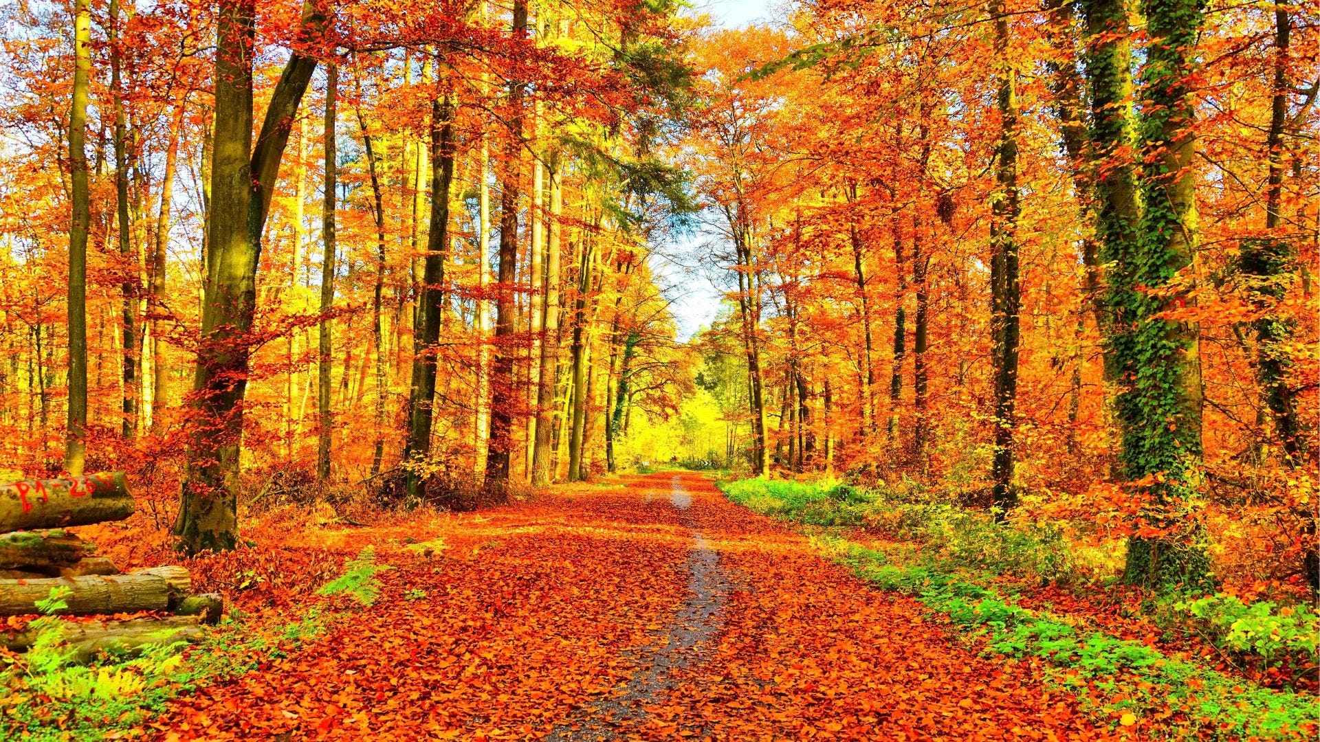 Autumn, via Canva stock art.